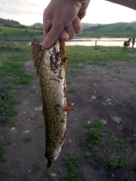 Фото с рыбалки Щука