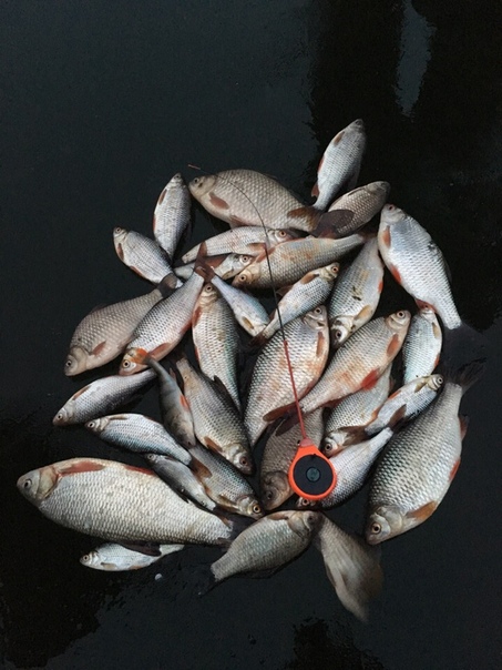 Фото с рыбалки Карась, Окунь, Плотва, Язь