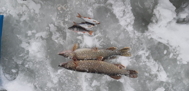 Фото с рыбалки Окунь, Плотва, Щука