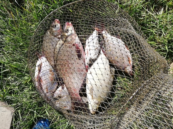 Фото с рыбалки Лещ