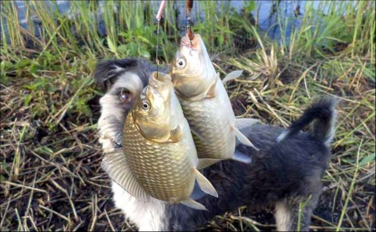 Фото с рыбалки Карась