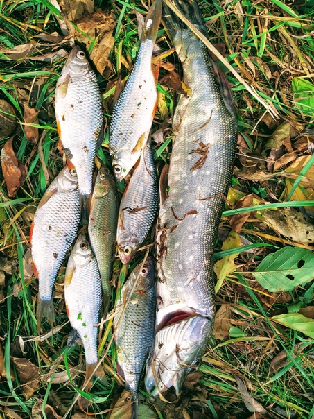Рыбалка Плотва, Щука