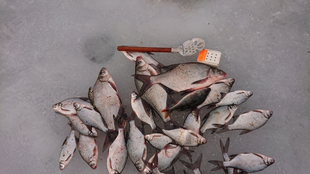 Фото с рыбалки Лещ, Окунь