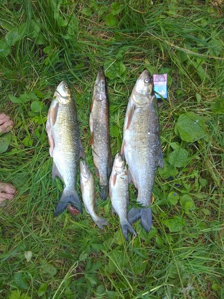 Фото с рыбалки Жерех, Судак, Щука