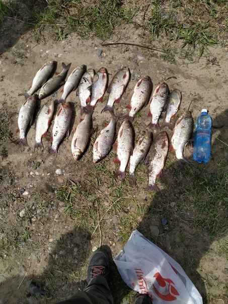 Фото с рыбалки Язь