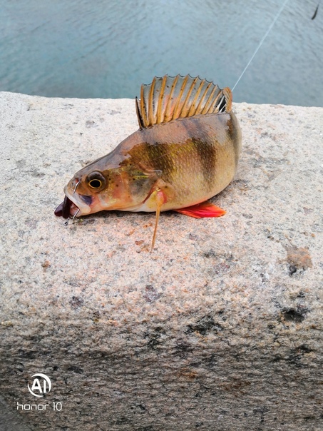 Фото с рыбалки Окунь, Судак