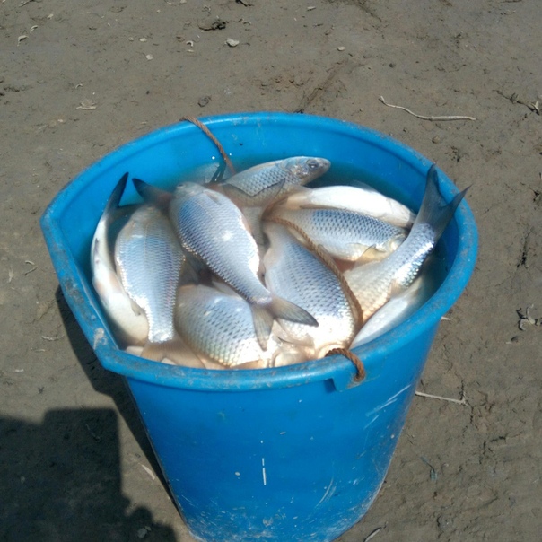 Фото с рыбалки Вобла