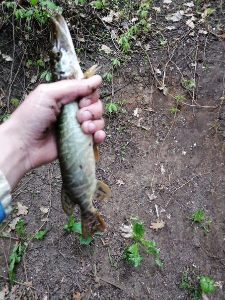 Фото с рыбалки Плотва, Щука