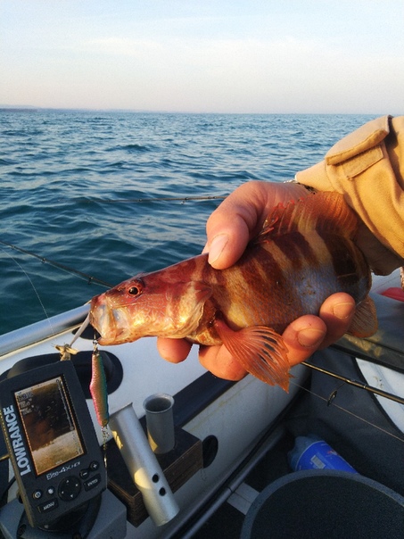 Фото с рыбалки Морской окунь