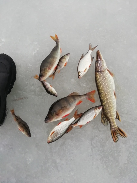 Фото с рыбалки Густера, Окунь, Плотва, Щука