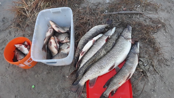 Фото с рыбалки Карась, Налим, Плотва, Щука