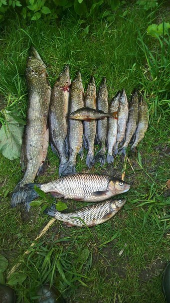 Фото с рыбалки Жерех, Окунь, Щука, Язь