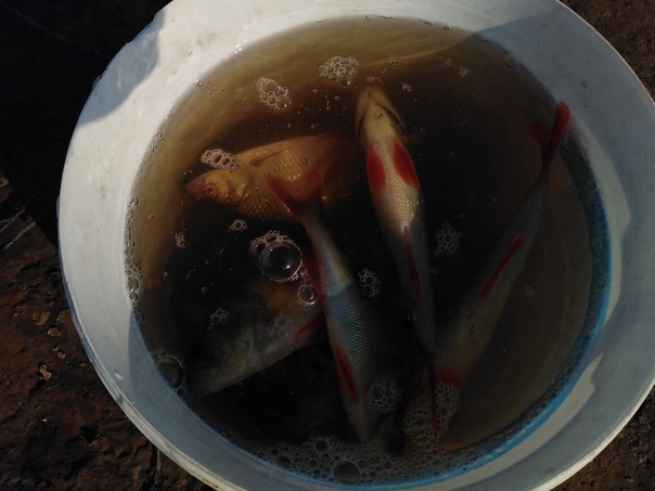 Информация о клеве рыбы в Муравленко