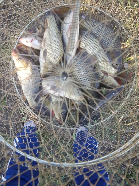Фото с рыбалки Карп