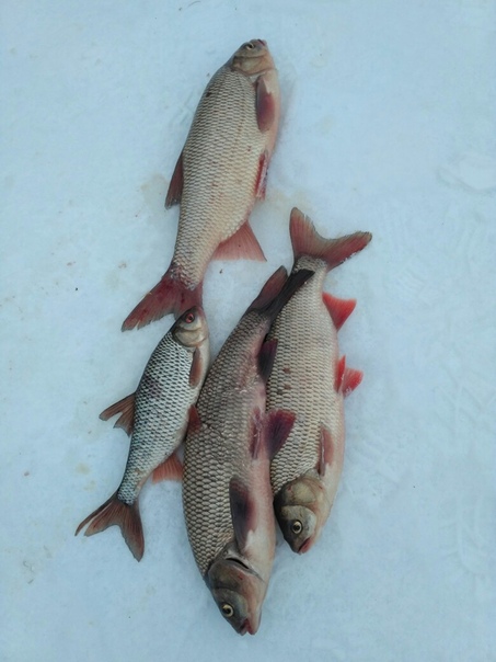 Фото с рыбалки Плотва, Язь