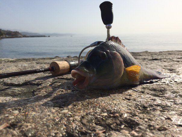 Фото с рыбалки Бычок, Морской окунь, Рулена (Зеленуха)