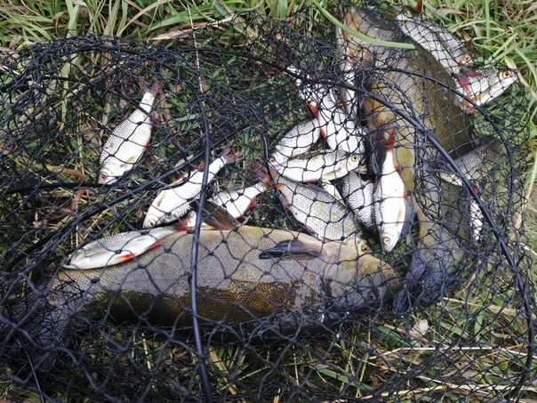 Фото с рыбалки Красноперка, Линь