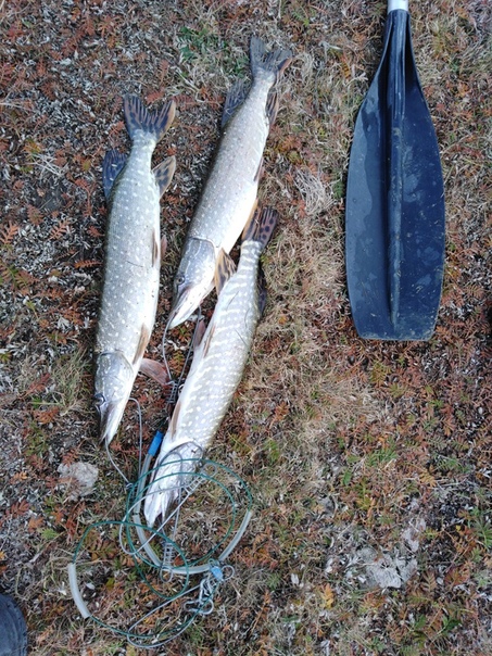 Фото с рыбалки Щука