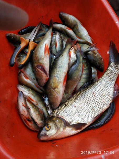 Фото с рыбалки Окунь, Язь