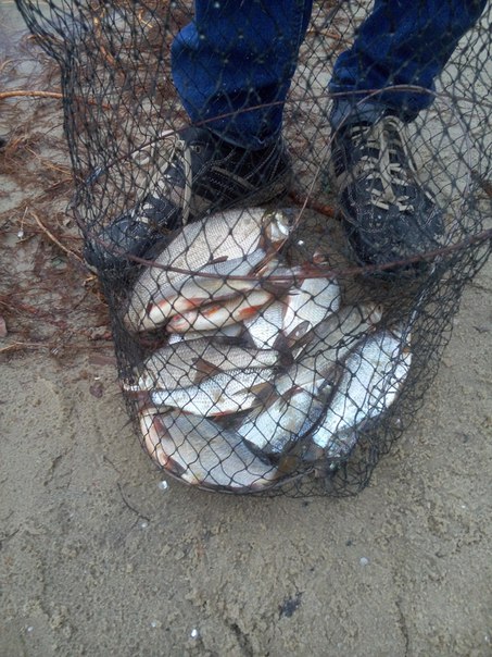 Фото с рыбалки Плотва, Синец