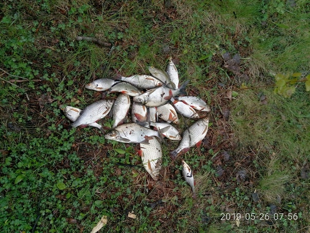 Фото с рыбалки Густера, Лещ, Плотва