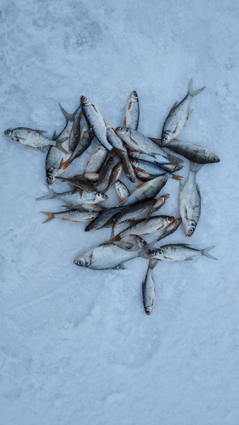 Фото с рыбалки Лещ, Окунь, Плотва