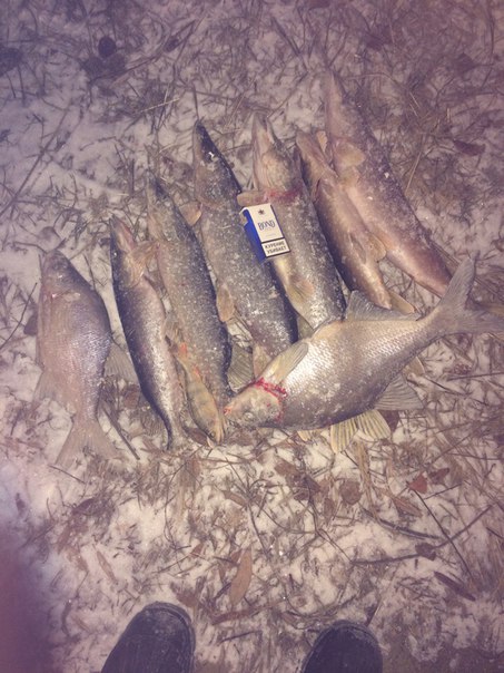 Фото с рыбалки Лещ, Щука
