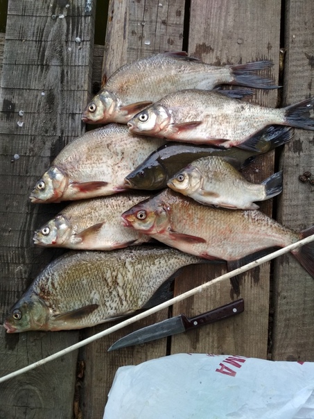 Фото с рыбалки Лещ, Линь