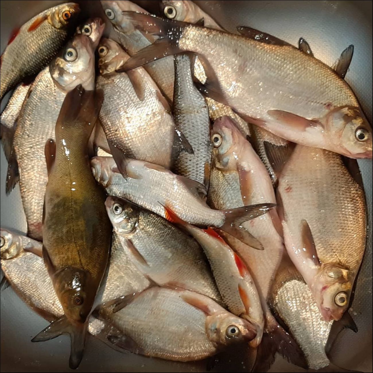 Фото с рыбалки Лещ, Плотва, Линь