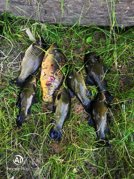 Фото с рыбалки Карп, Линь