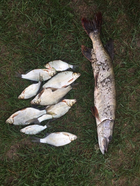 Фото с рыбалки Густера, Щука