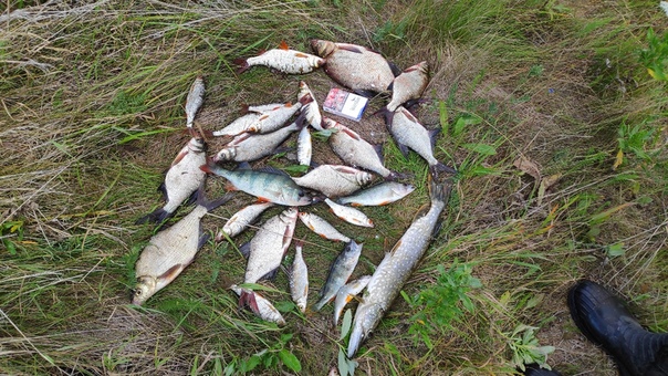 Фото с рыбалки Лещ, Окунь, Плотва, Щука