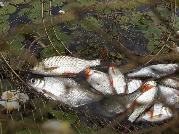 Фото с рыбалки Белоглазка, Карась, Окунь, Плотва