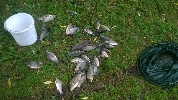 Фото с рыбалки Карась, Окунь