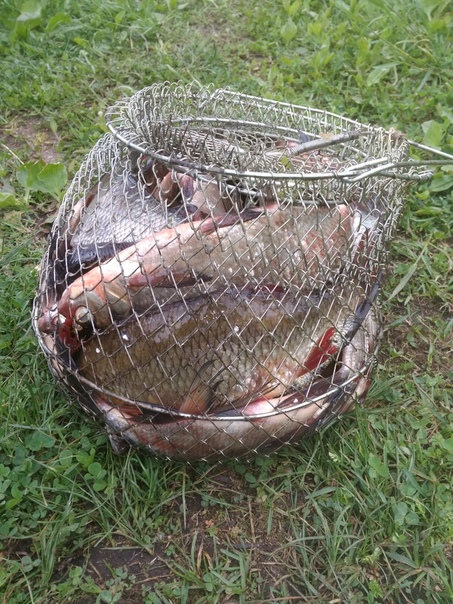 Фото с рыбалки Лещ, Язь