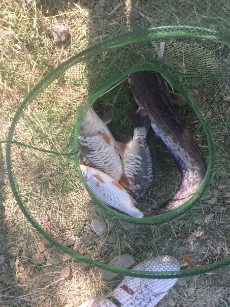 Фото с рыбалки Карп, Плотва, Сом