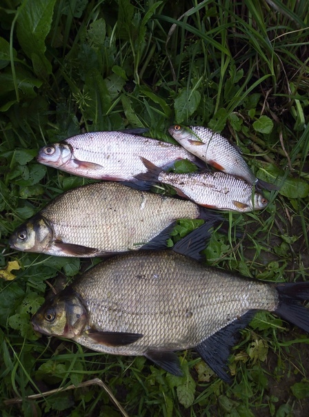 Фото с рыбалки Лещ, Плотва, Синец