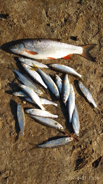 Фото с рыбалки Плотва, Уклейка
