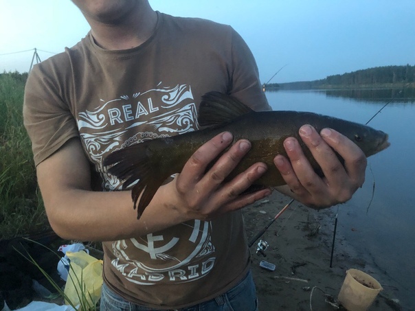 Фото с рыбалки Линь