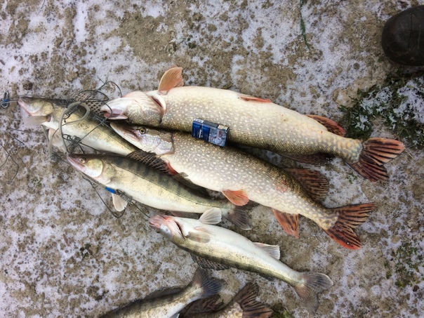Фото с рыбалки Окунь, Судак, Щука