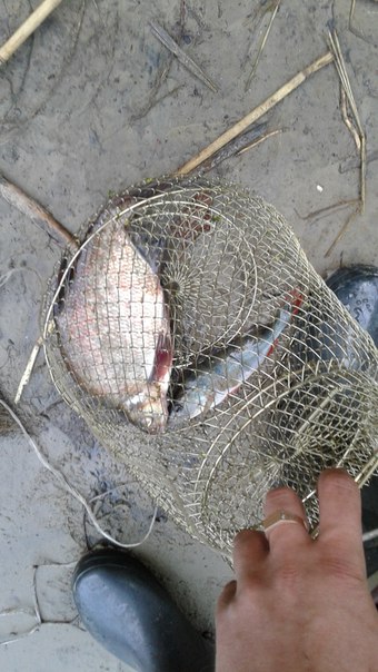 Фото с рыбалки Лещ, Окунь, Сом