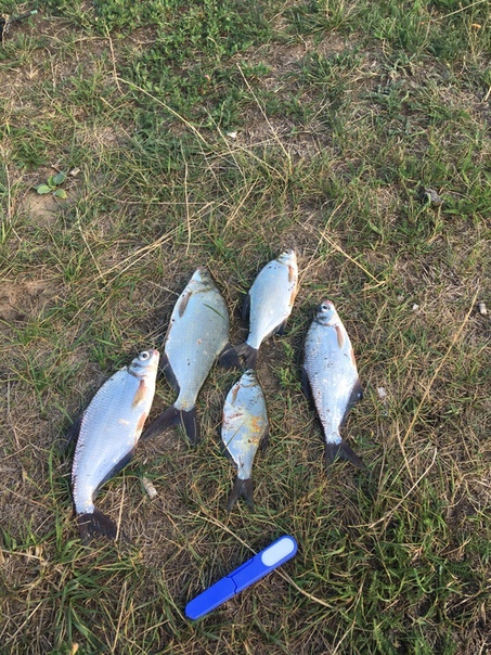 Рязань рыбалка сегодня
