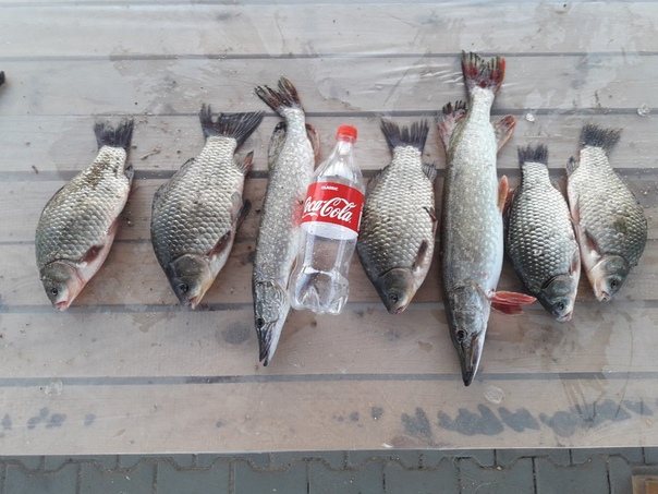 Фото с рыбалки Карась, Щука