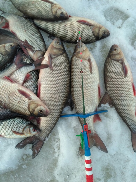 Фото с рыбалки Плотва, Язь