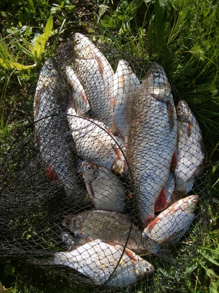 Фото с рыбалки Голавль, Густера, Плотва