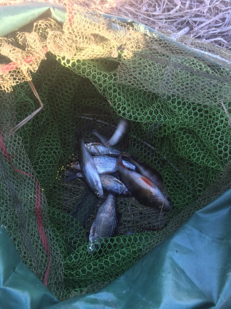Фото с рыбалки Елец, Окунь, Плотва