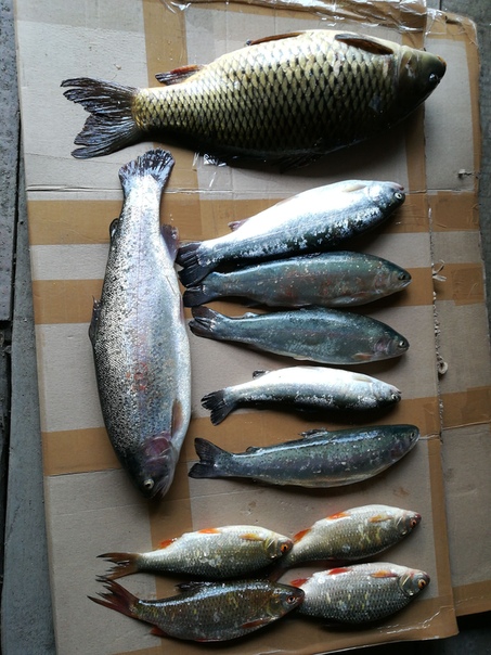 Фото с рыбалки Карп, Плотва, Форель озерная
