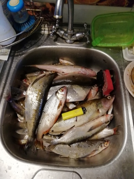 Фото с рыбалки Судак, Чехонь, Язь