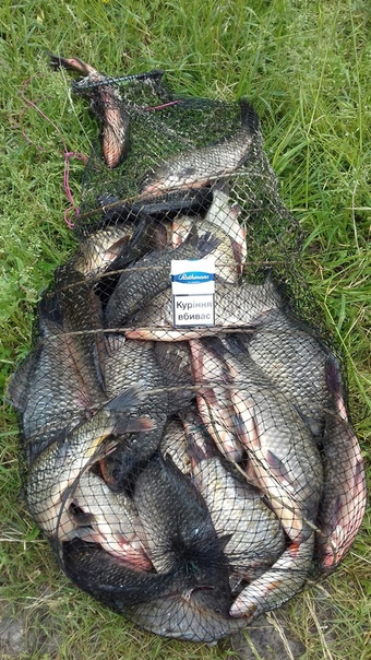 Фото с рыбалки Карась, Окунь, Рак