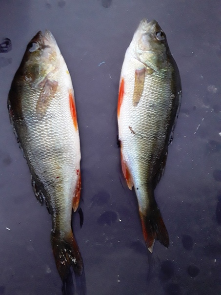 Фото с рыбалки Окунь